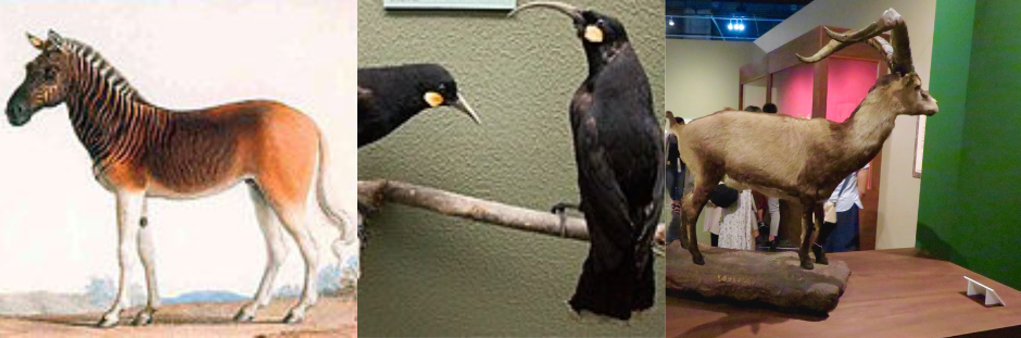 Spotlight falls on restoration of extinct species in Stellenbosch Forum lecture