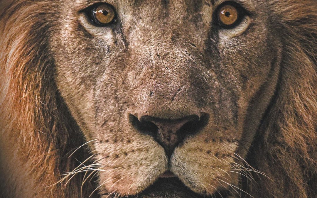 Prof Swarts book (The Lion’s Historian) received an honourable mention-2025 ASSAf book awards.